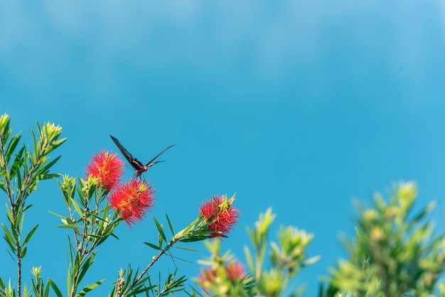 Schmetterlingsfliegen um gelbe Blume im blauen Himmel