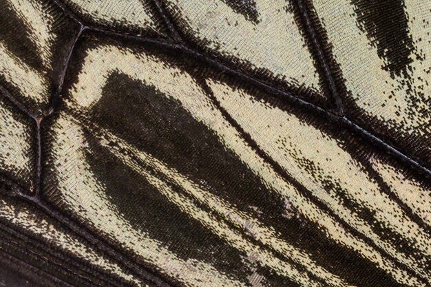 Schmetterlingsflügelbeschaffenheit, Abschluss oben des Details des Schmetterlingsflügels für Hintergrund