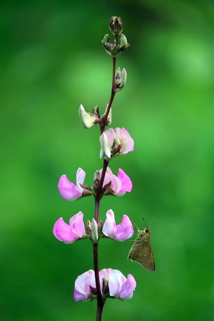 Schmetterlingshonig in Bohnenblüten