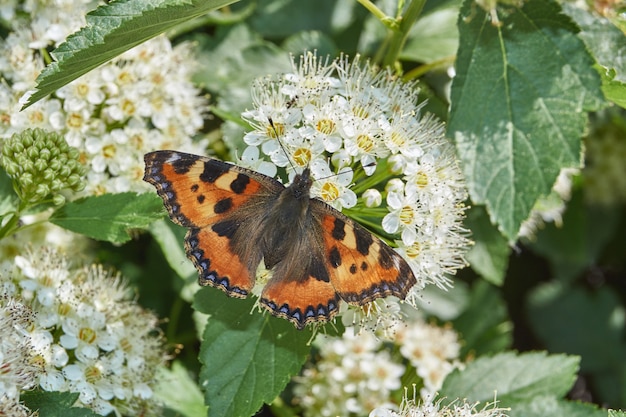 Schmetterlingsurtikaria (lat. Aglais urticae) auf einem Blütenstand von Spirea.