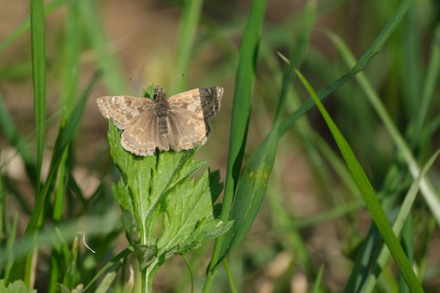 Schmuddeliger Skipper-Schmetterling, der auf einem Blatt ruht, Nahaufnahme einer kleinen braunen Motte