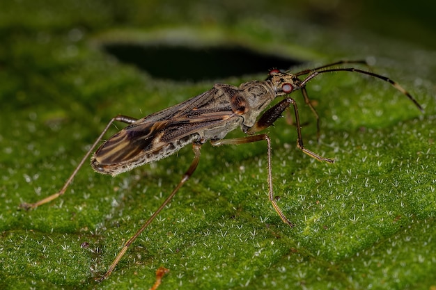 Schmutzfarbener Seed Bug der Unterfamilie Rhyparochrominae