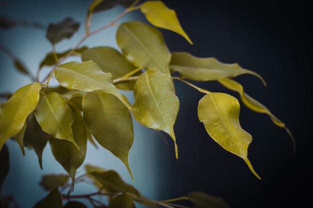 Schmutzige erkrankte Blätter einer Zimmerpflanze Pflegekonzept für Heimpflanzen Hobby-Heimgartenarbeit