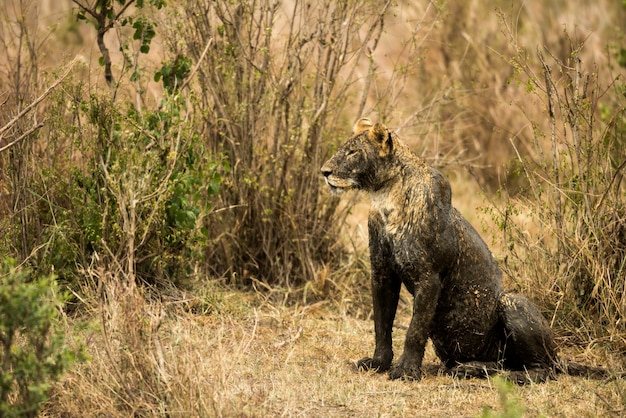 Schmutzige Löwin sitzend, Serengeti, Tansania, Afrika