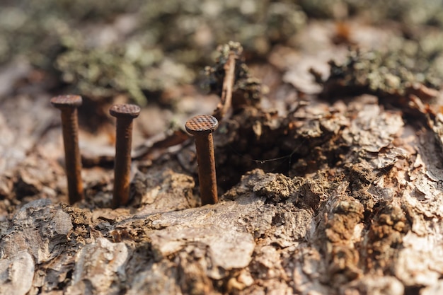 Schmutzige Nägel stecken im Baum