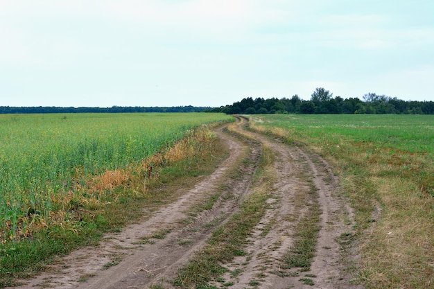 schmutzige Straße im grünen Feld mit Wald auf dem Hintergrund Kopierraum