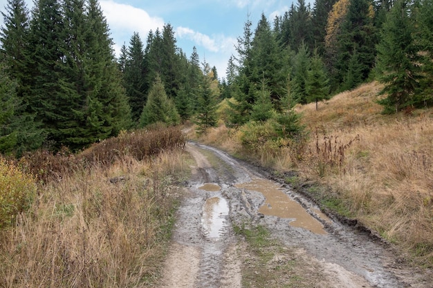 Schmutzige Straße im Waldhintergrund hautnah