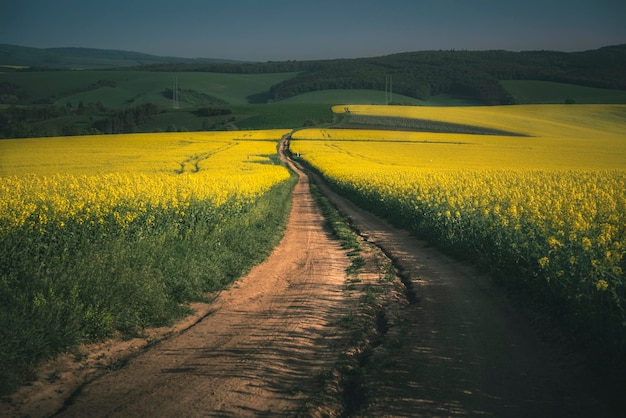 Schmutzige Straße inmitten eines Rapsfeldes gegen den Himmel