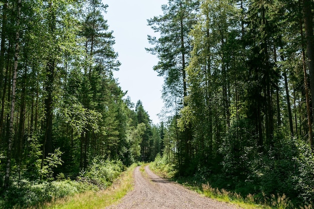 Schmutzige Straße inmitten von Bäumen gegen den Himmel