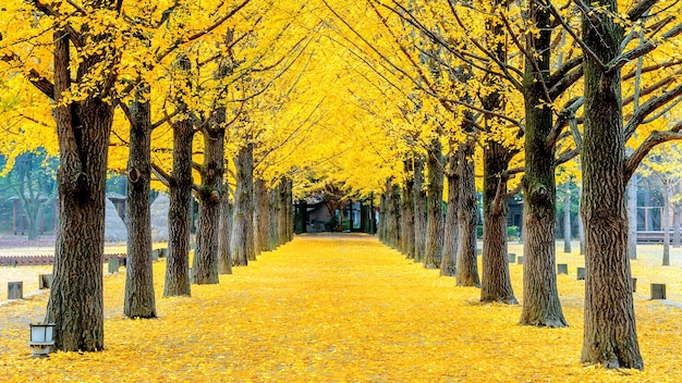 Schmutzige Straße inmitten von Bäumen im Herbst
