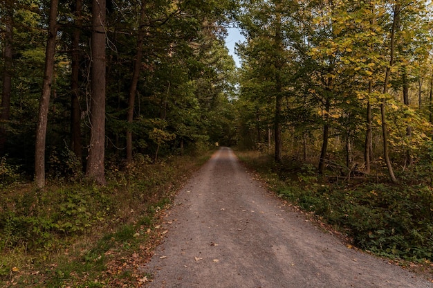 Schmutzige Straße inmitten von Bäumen im Wald