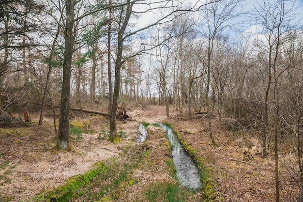 Schmutzige Straßenfurche im Wald in Dänemark