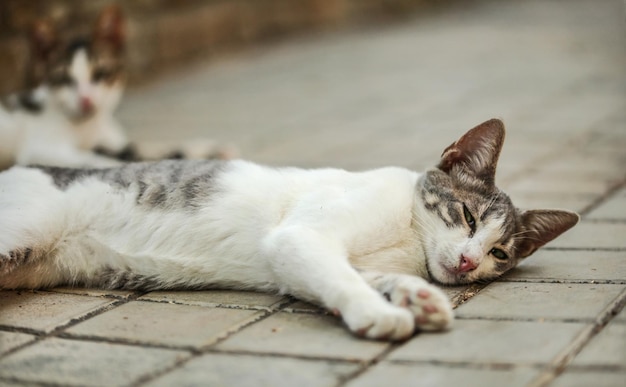 Schmutzige weiße und graue streunende Katze, die auf ihrer Seite liegt und mit halb geöffneten Augen aufwacht. Ein weiteres verschwommenes im Hintergrund auf gefliestem Bürgersteig.