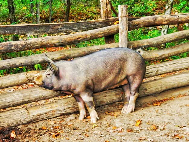 Foto schmutziger schweinestall