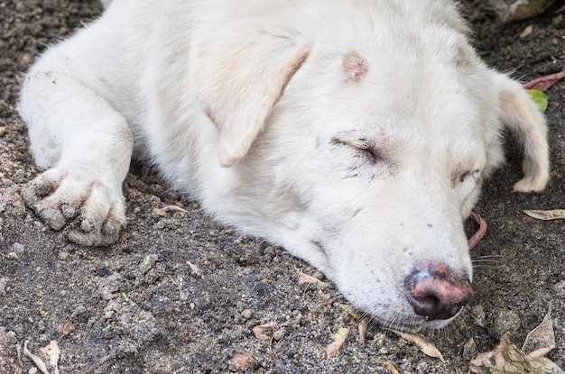 Schmutziger weißer Hund des Nahaufnahmeschlafes mit Läsion am Kopf