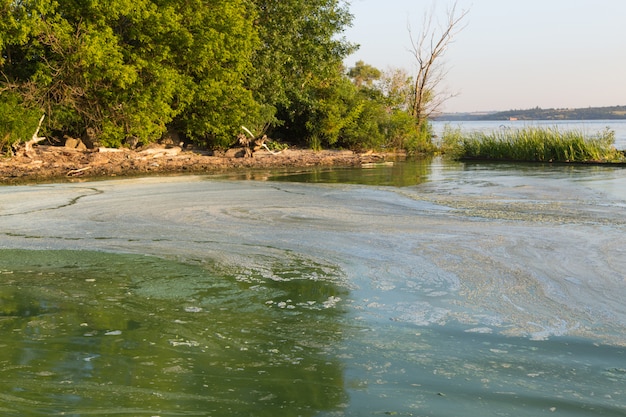 Schmutziges grünes Wasser im Reservoir. Giftige Algen.