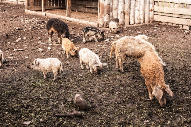 Schmutziges Schwein und Ferkel mit lockigem Haar auf der Farm im Freien