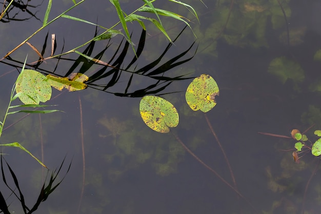 Schmutziges Wasser in einem See