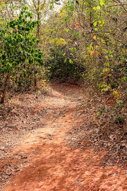 Schmutzpfad durch die dichte, trockene Vegetation im Inneren des Bundesstaates Minas Gerais in Brasilien