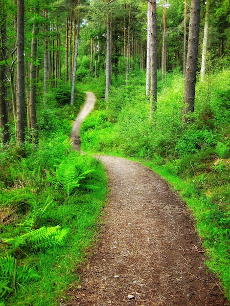 Foto schmutzstraße im wald