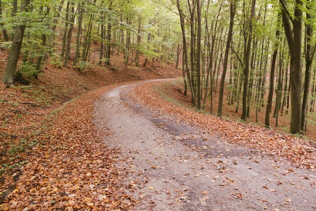 Foto schmutzstraße inmitten von bäumen im wald