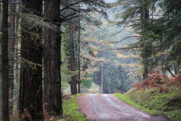 Schmutzstraße inmitten von Bäumen im Wald