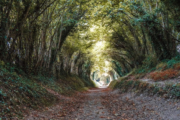 Schmutzstraße inmitten von Bäumen im Wald