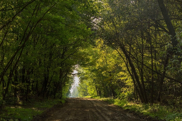 Schmutzstraße inmitten von Bäumen im Wald