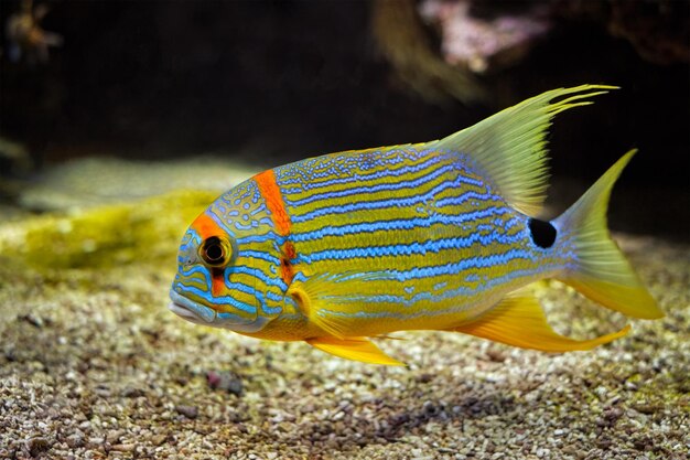 Foto schnapper symphorichthys spilurus blauelined seebräder fisch unter wasser im meer