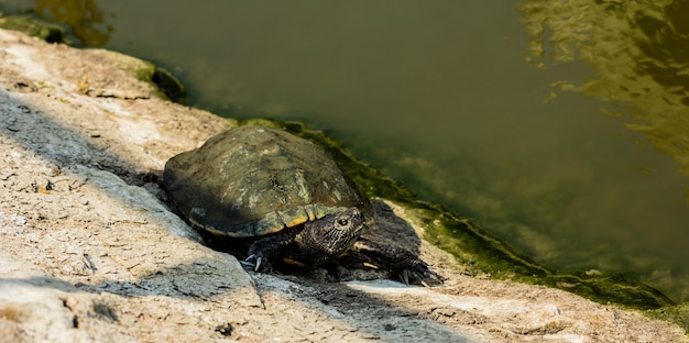 Schnappschildkröte