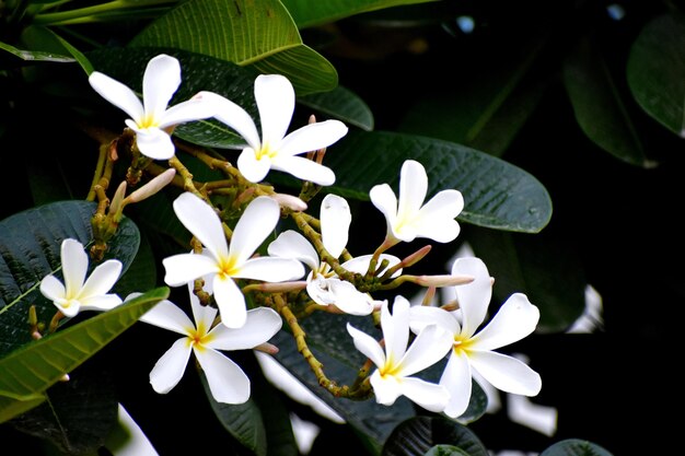 Schnappschuss von schönen frischen Bündeln weißer Blumen