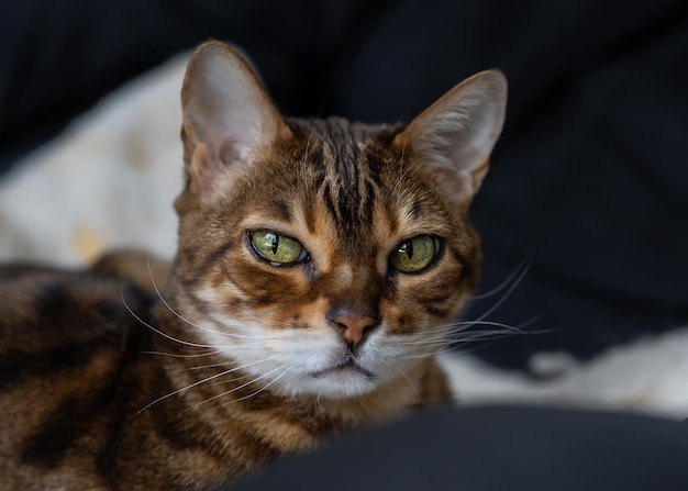 Schnauze der braun gestreiften Bengalkatze deutlich detailliert