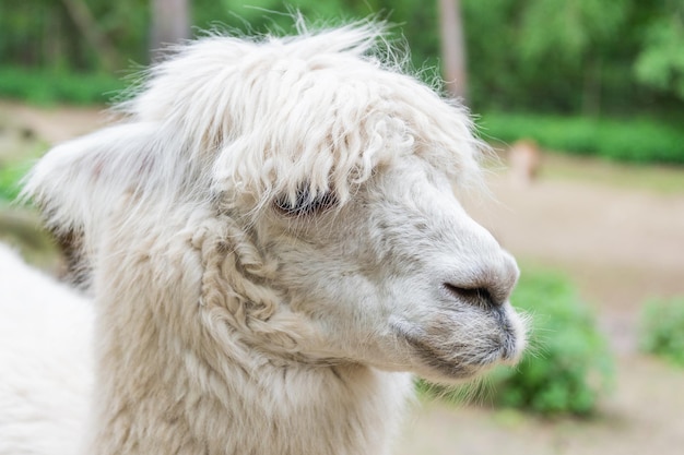 Schnauze des weißen Lama-Glama-Lamoid-Tiers im Freien