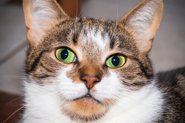 Schnauze einer braun getigerten Katze mit gelben Augen in der Nähe