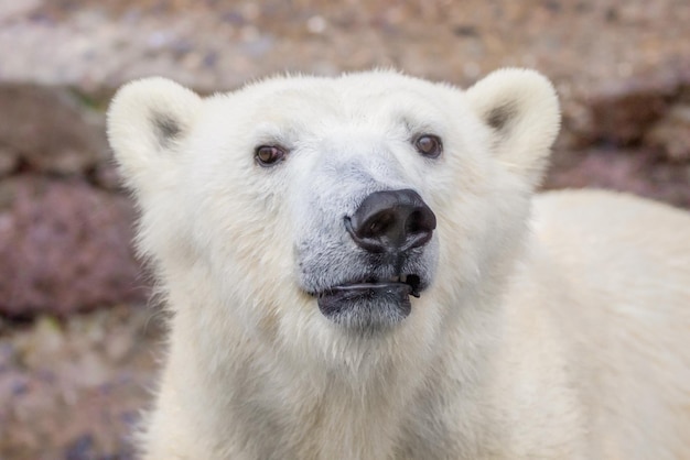 Schnauze eines Eisbären des wilden Tieres