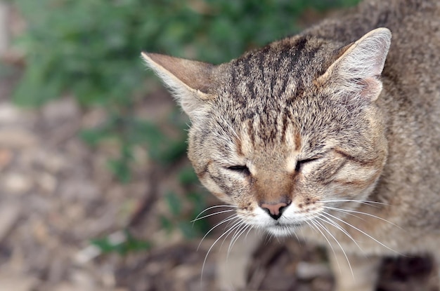 Schnauze Porträt einer grauen gestreiften Tabby Katze mit grünen Augen selektiver Fokus trauriger Stimmung Konzept