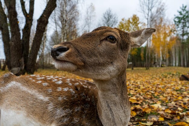 Foto schnauze von spotted deer doe in nahaufnahme