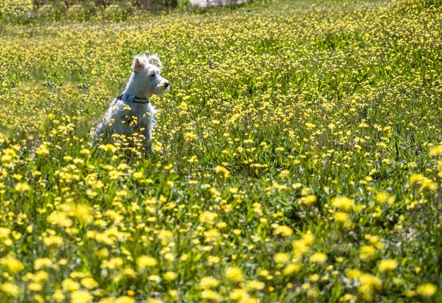 Schnauzer cachorro en color blanco posa en un campo con flores amarillas