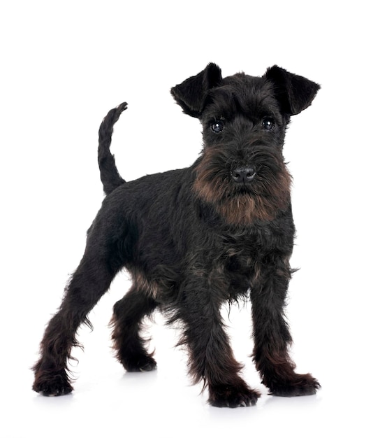 Schnauzer em miniatura em estúdio