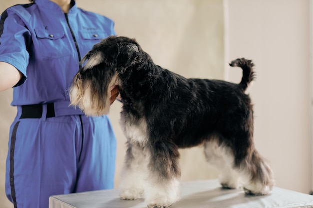 Schnauzer en el estudio sobre la mesa de aseo