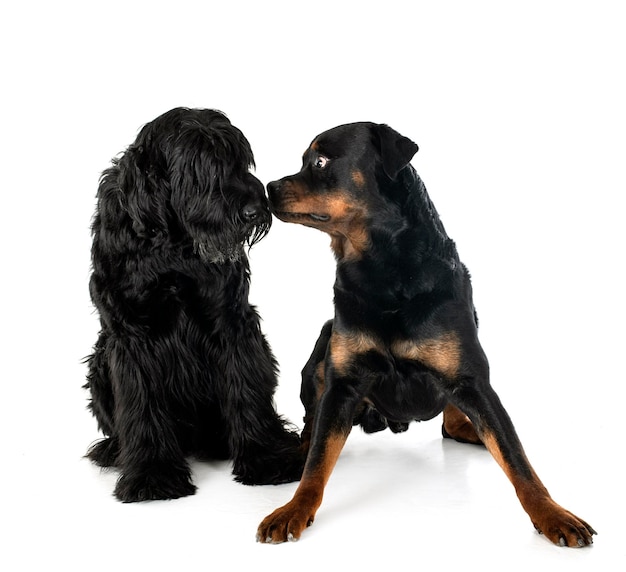 Schnauzer gigante y rottweiler delante de un fondo blanco