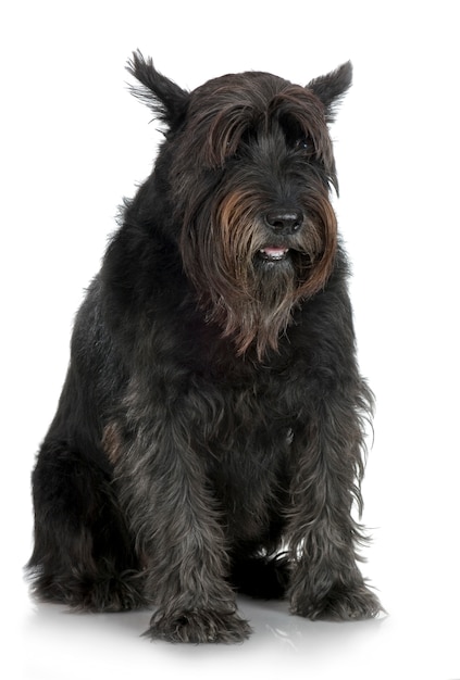 Schnauzer gigante velho com 7 anos. retrato de cachorro isolado