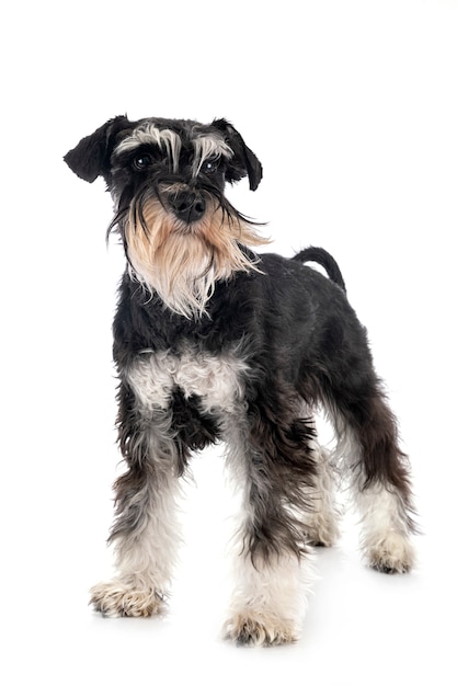 Schnauzer miniatura aislado