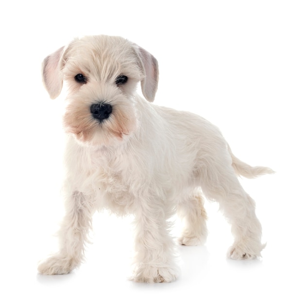 Schnauzer miniatura blanco aislado en blanco