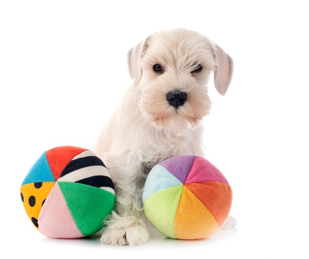 Schnauzer miniatura blanco aislado en blanco