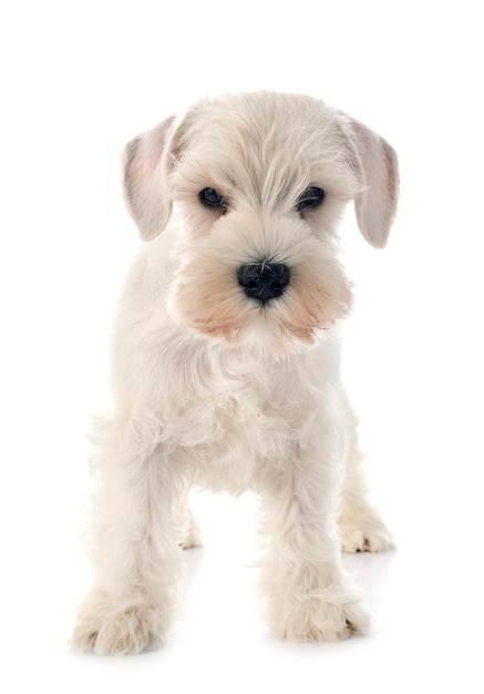 Schnauzer miniatura blanco aislado