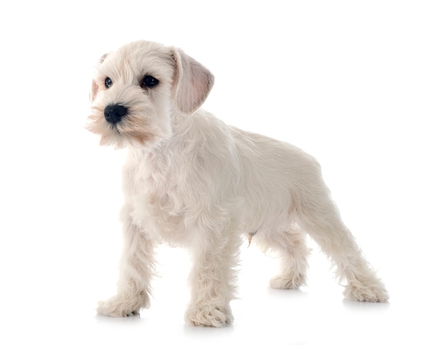 Schnauzer miniatura blanco aislado