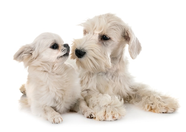 Schnauzer miniatura blanco y chihuahua