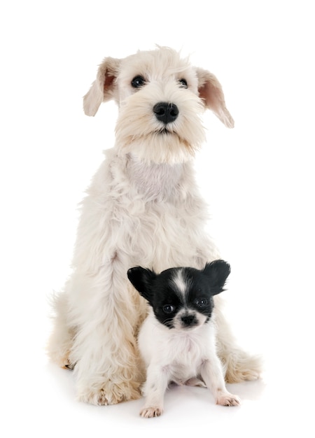 Schnauzer miniatura blanco y chihuahua