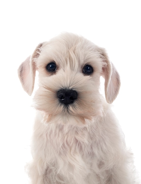 Schnauzer miniatura blanco delante de un fondo blanco